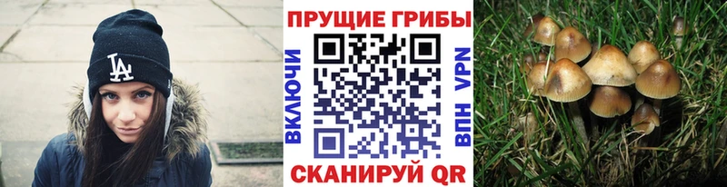 Псилоцибиновые грибы Psilocybe  хочу   Суздаль 